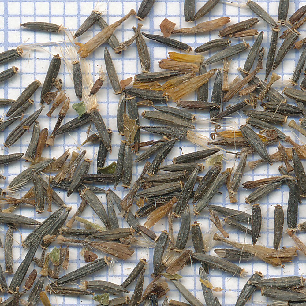 arnica chamissonis