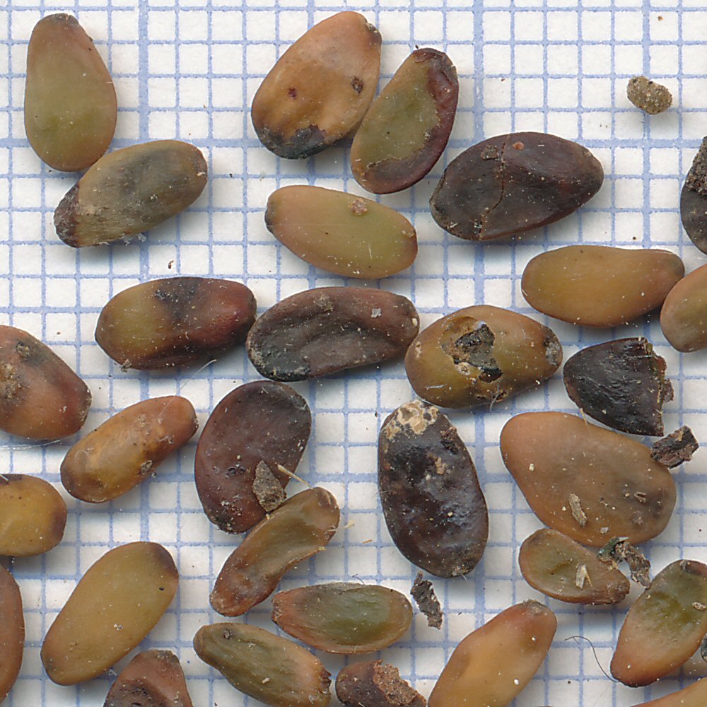 cercis siliquastrum