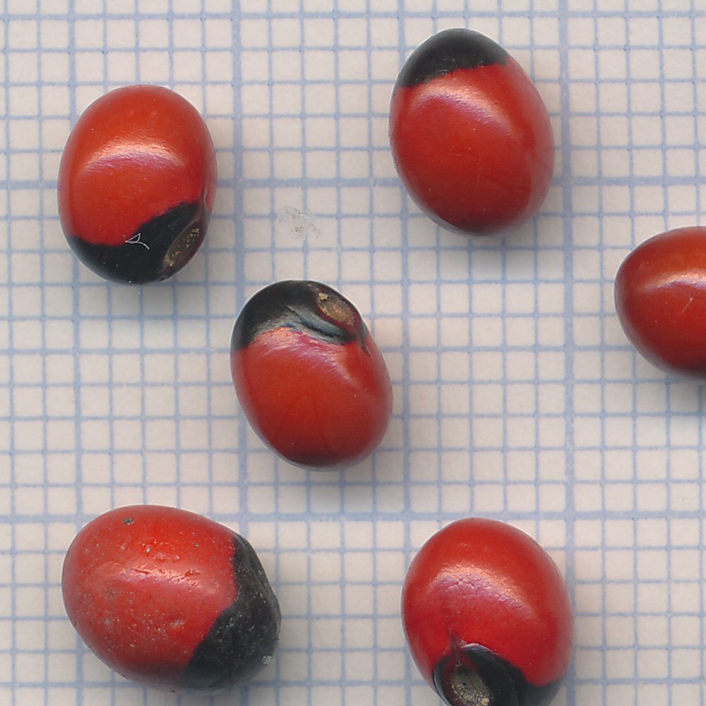 Abrus precatorius