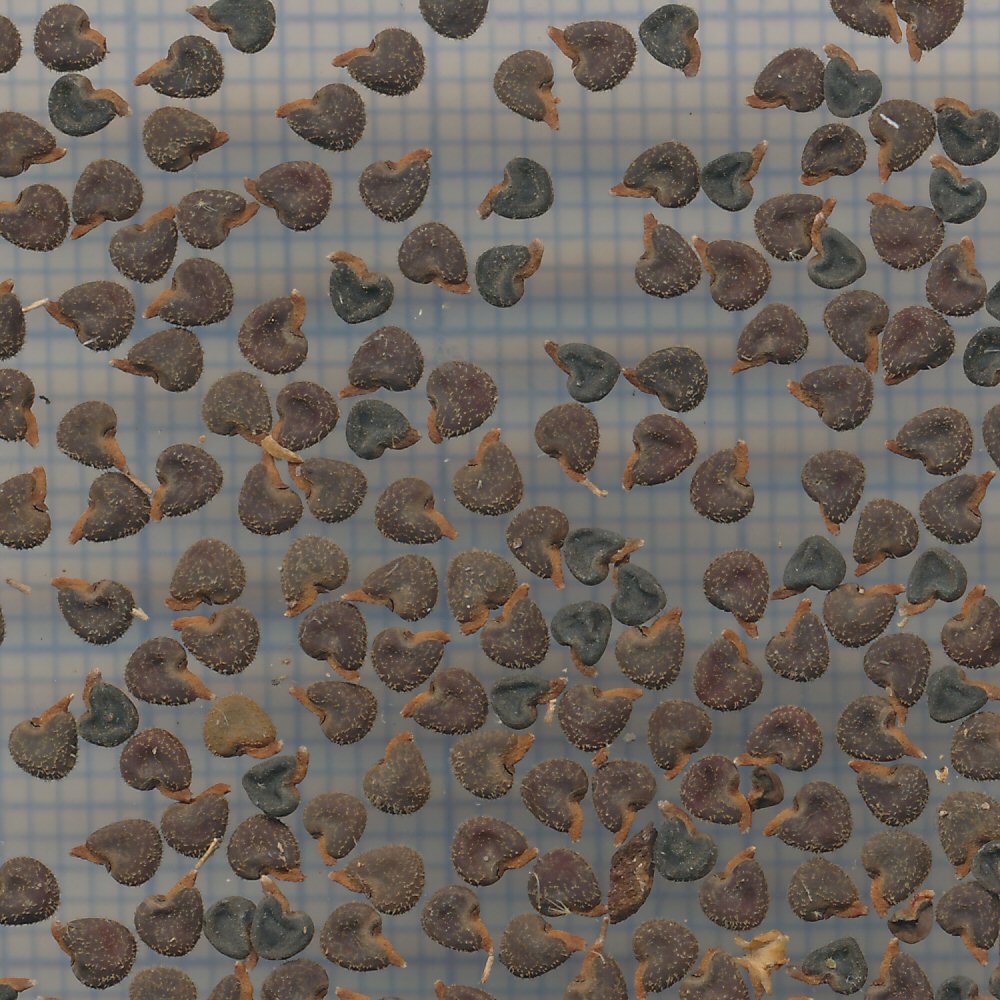 60 mm