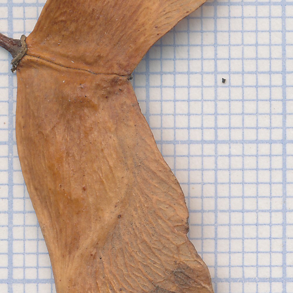 Acer platanoides
