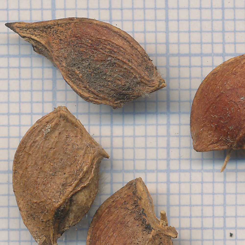 Acer pseudoplatanus