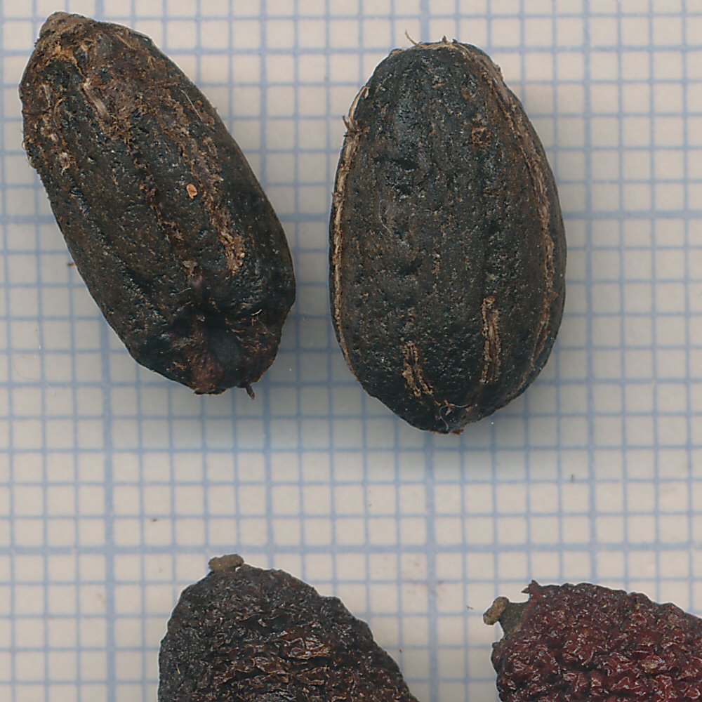 Aucuba japonica