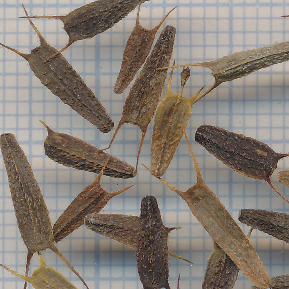 Bidens radiata