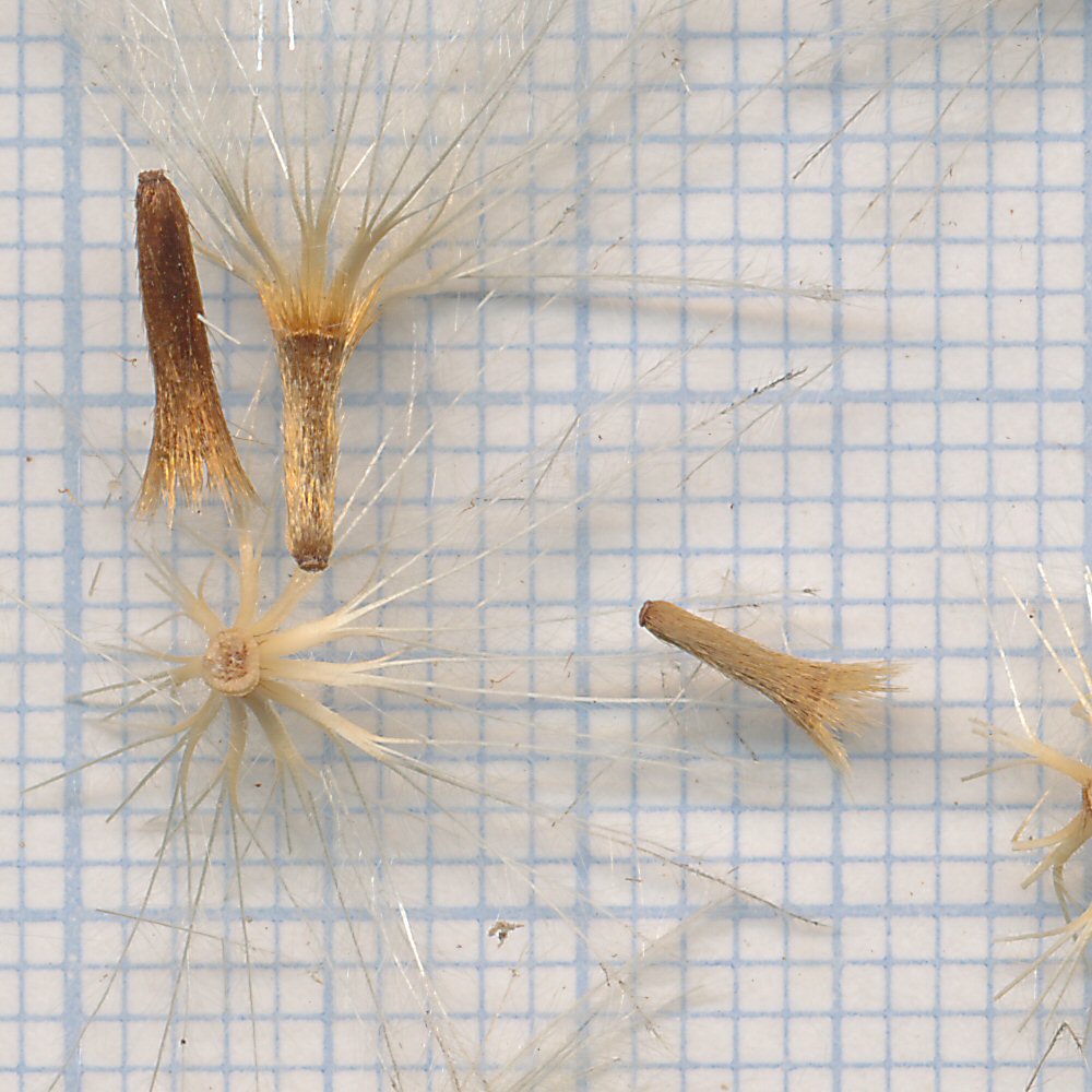 Carlina acaulis