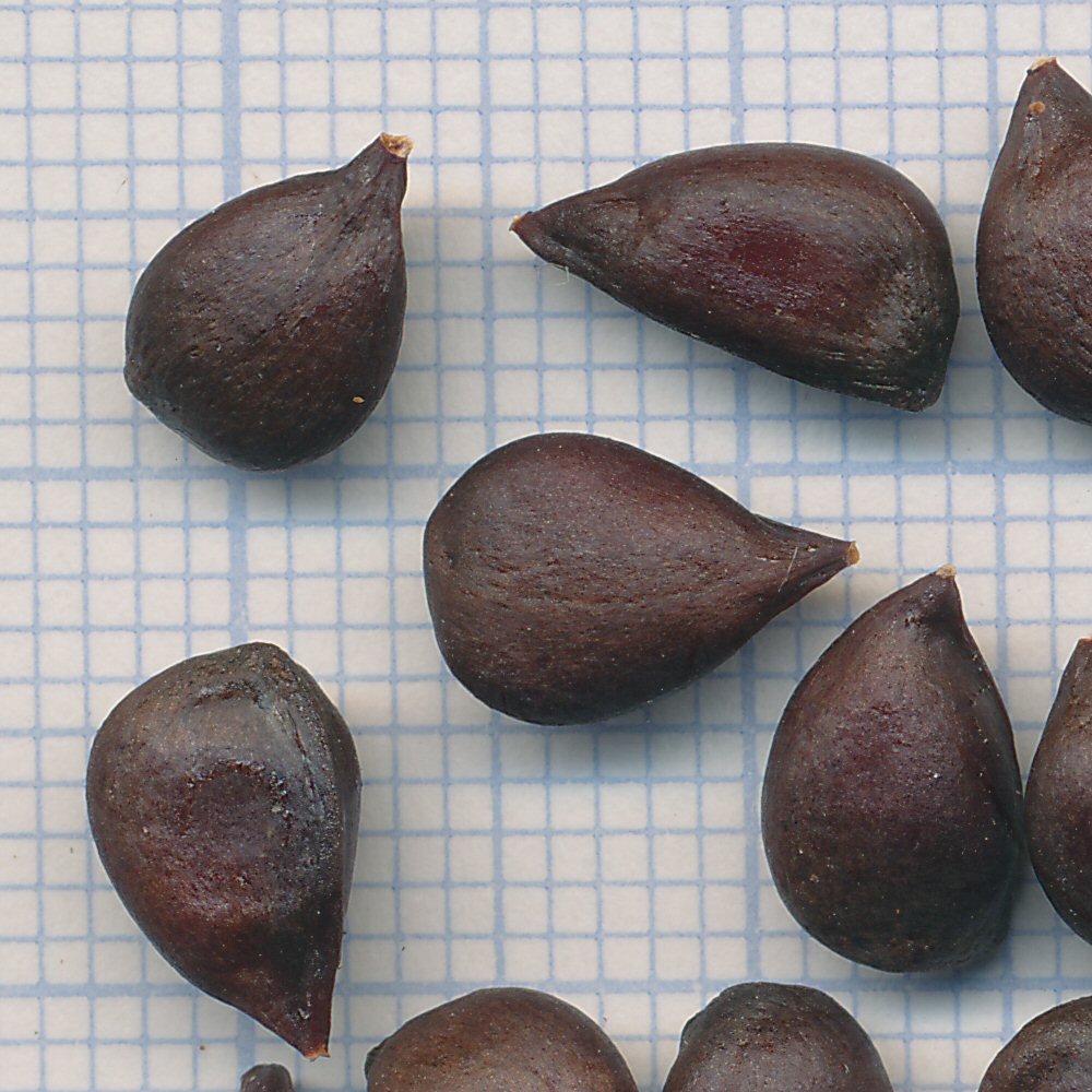 Chaenomeles japonica