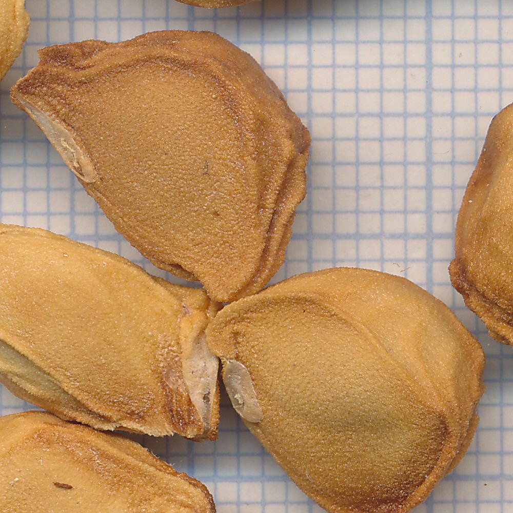 Citrus decumana