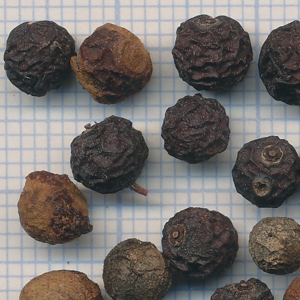 Cornus sanguinea