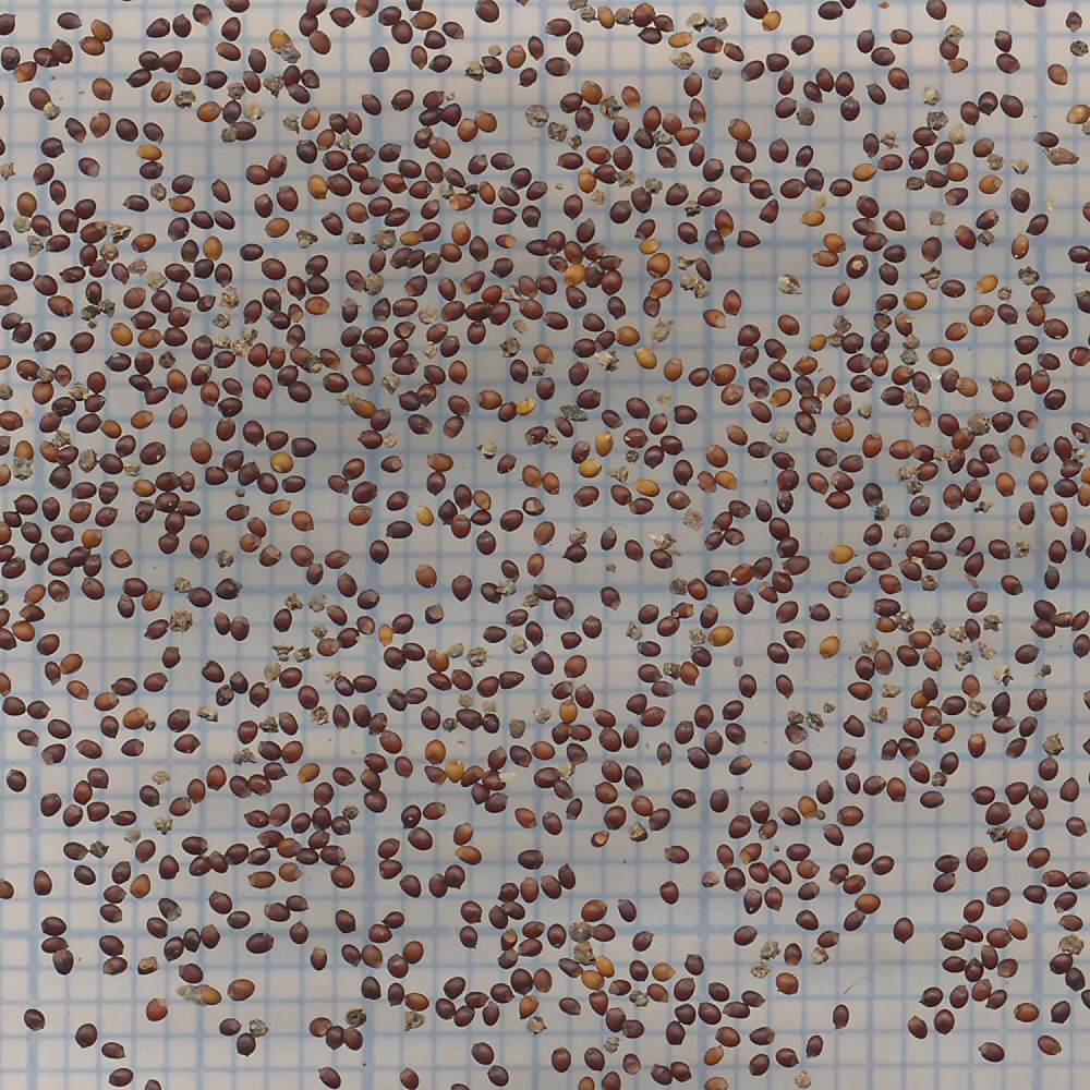 60 mm