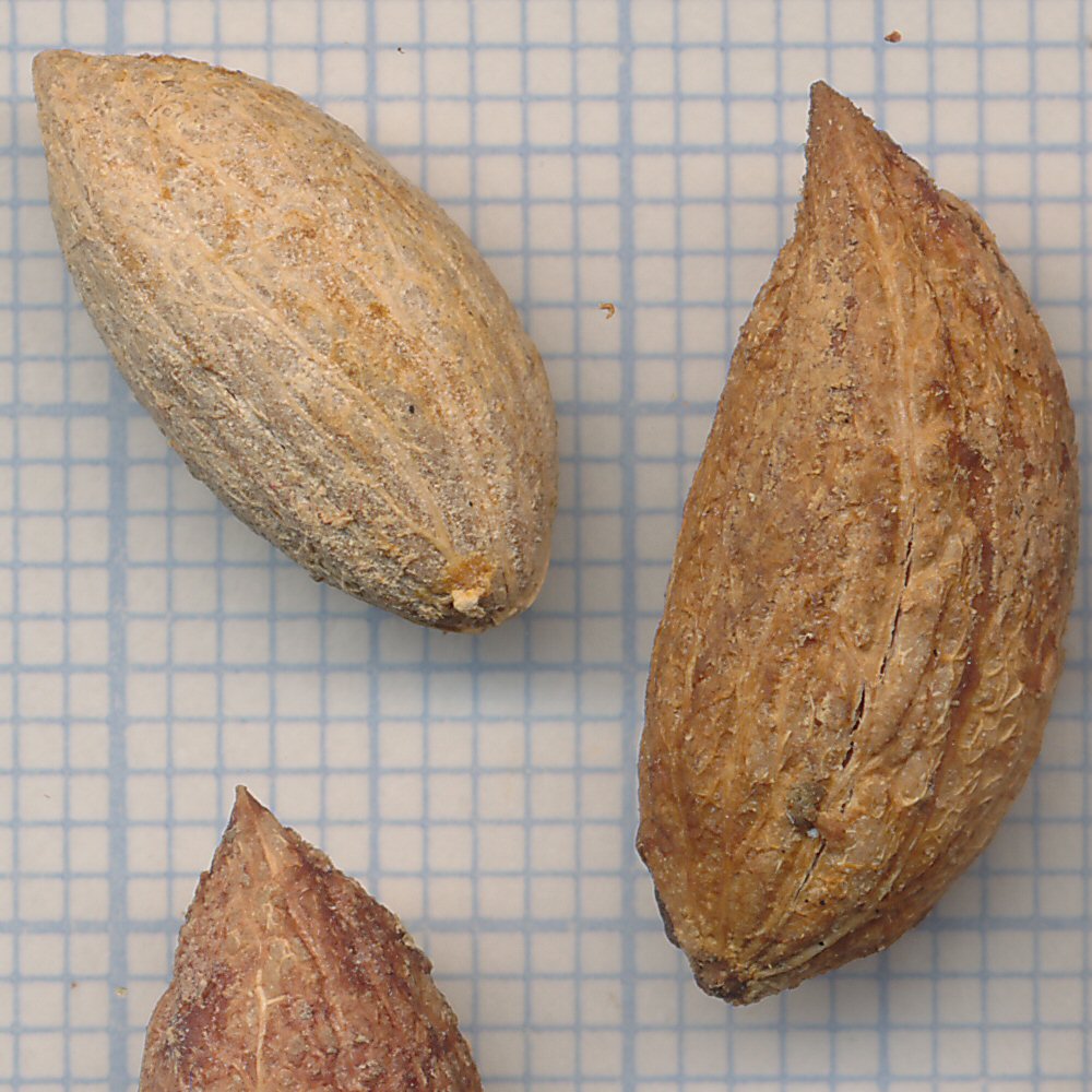 Olea europaea