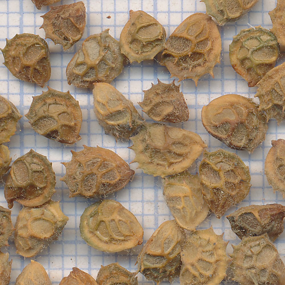 Onobrychis supina