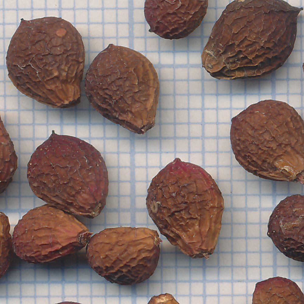 Pistacia lentiscus