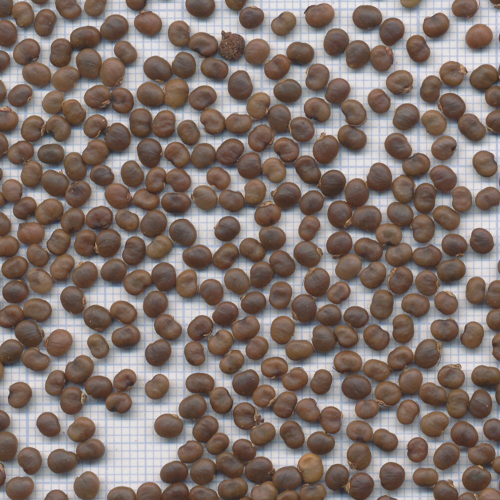 60 mm