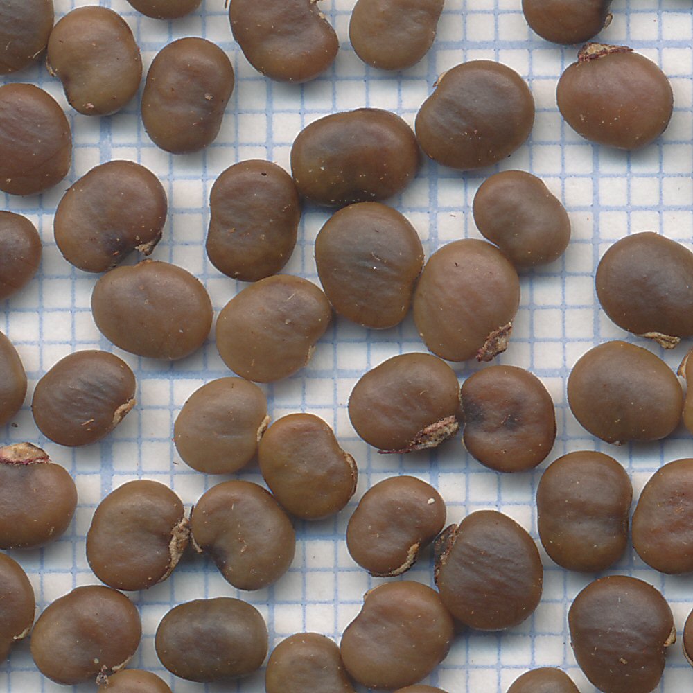 Pistacia terebinthus