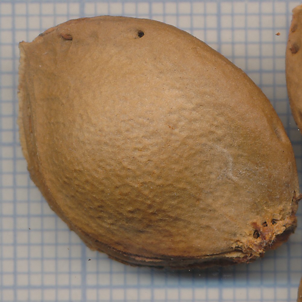 Prunus armeniaca