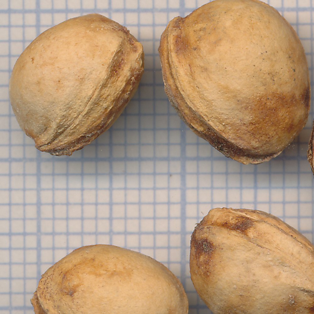 Prunus duracina