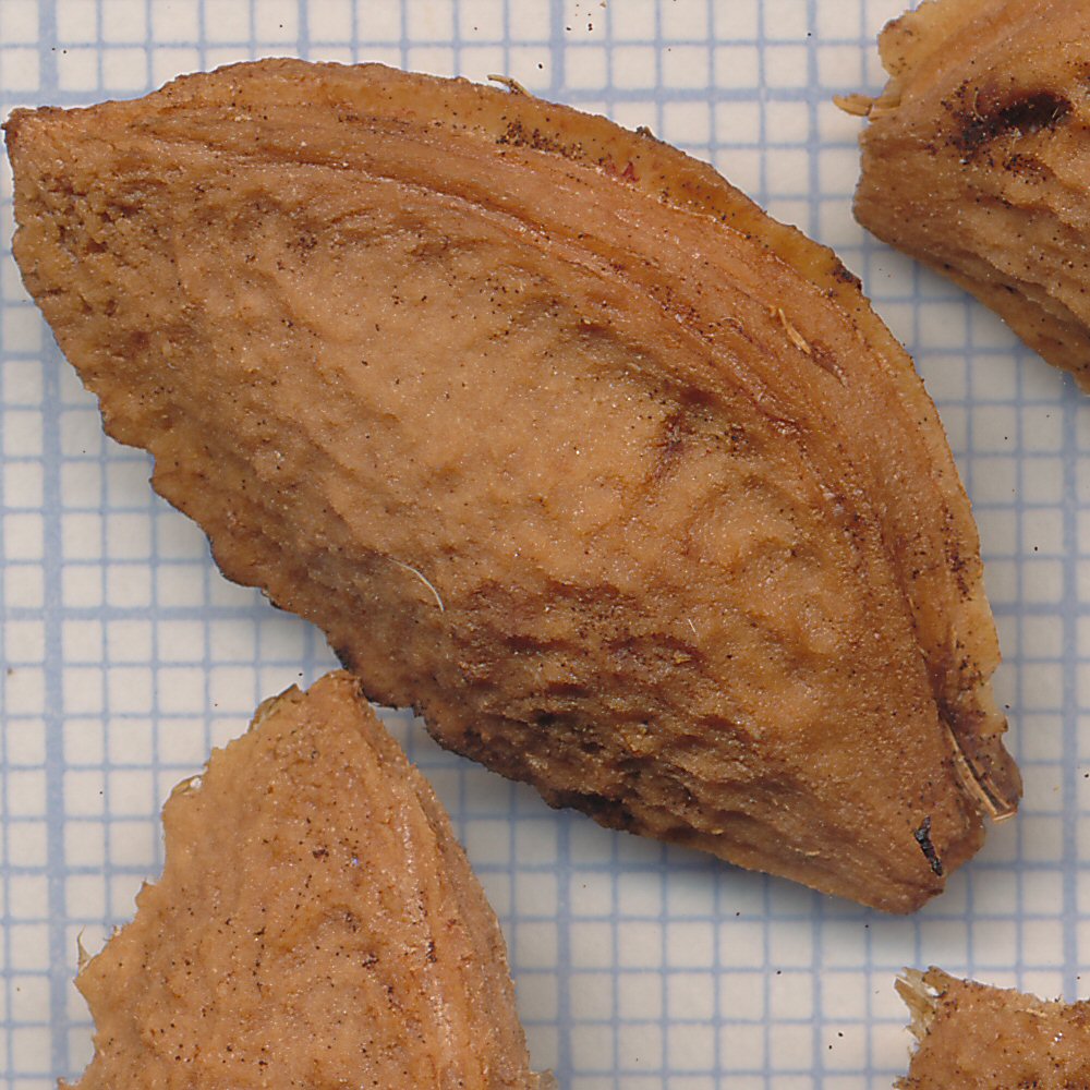 Prunus oeconomica