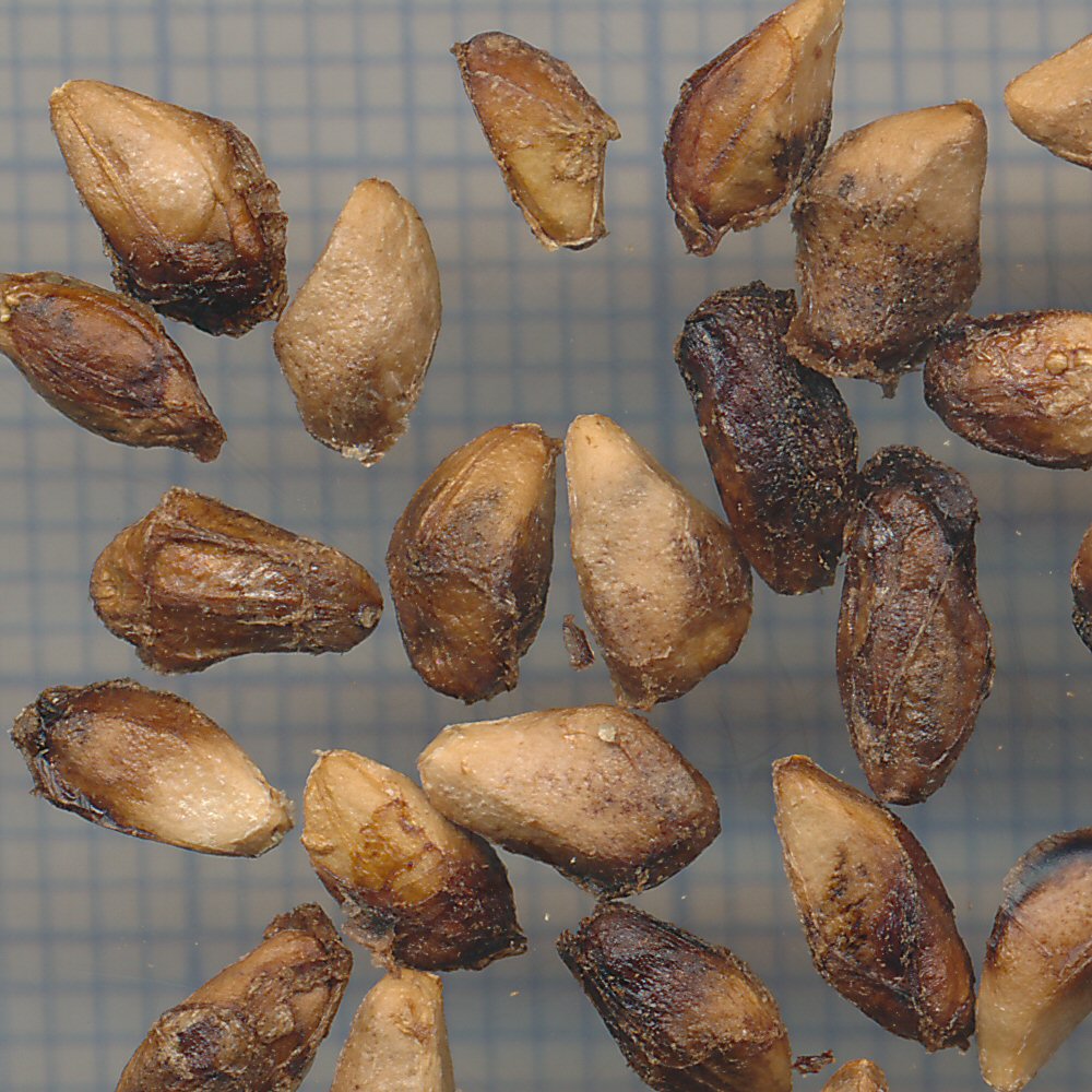 Punica granatum