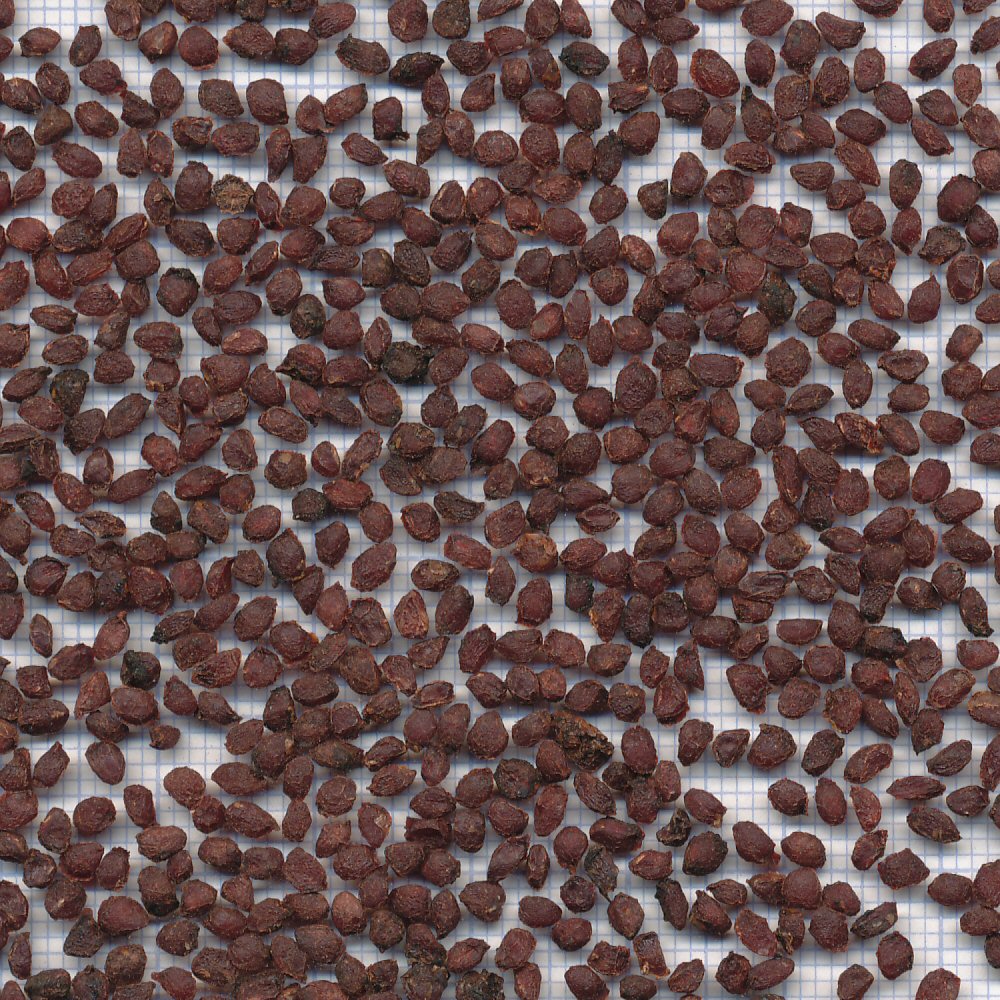 60 mm