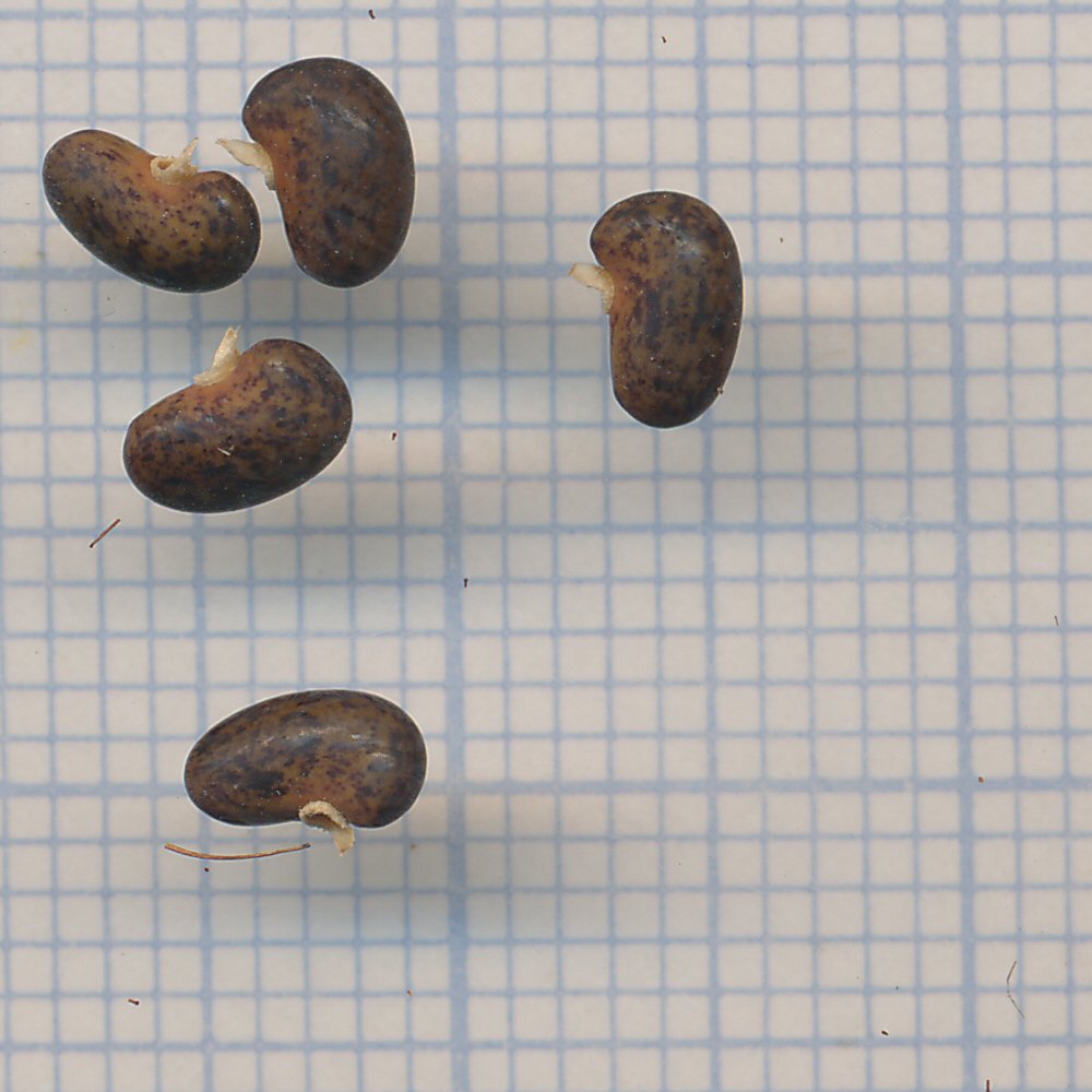 Robinia fertilis