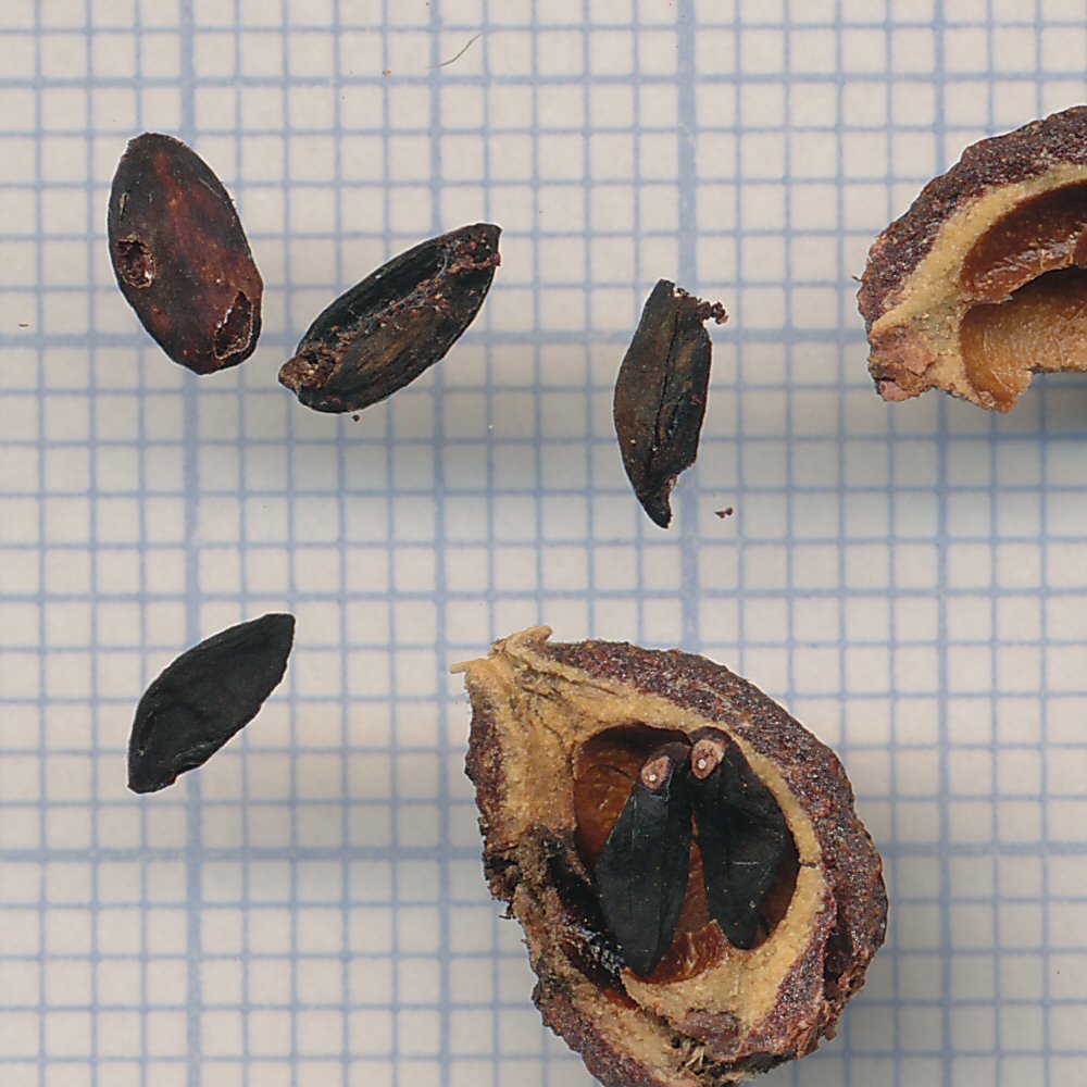 Sorbus torminalis