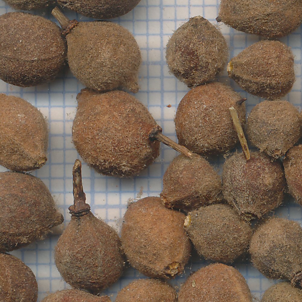 Tilia cordata