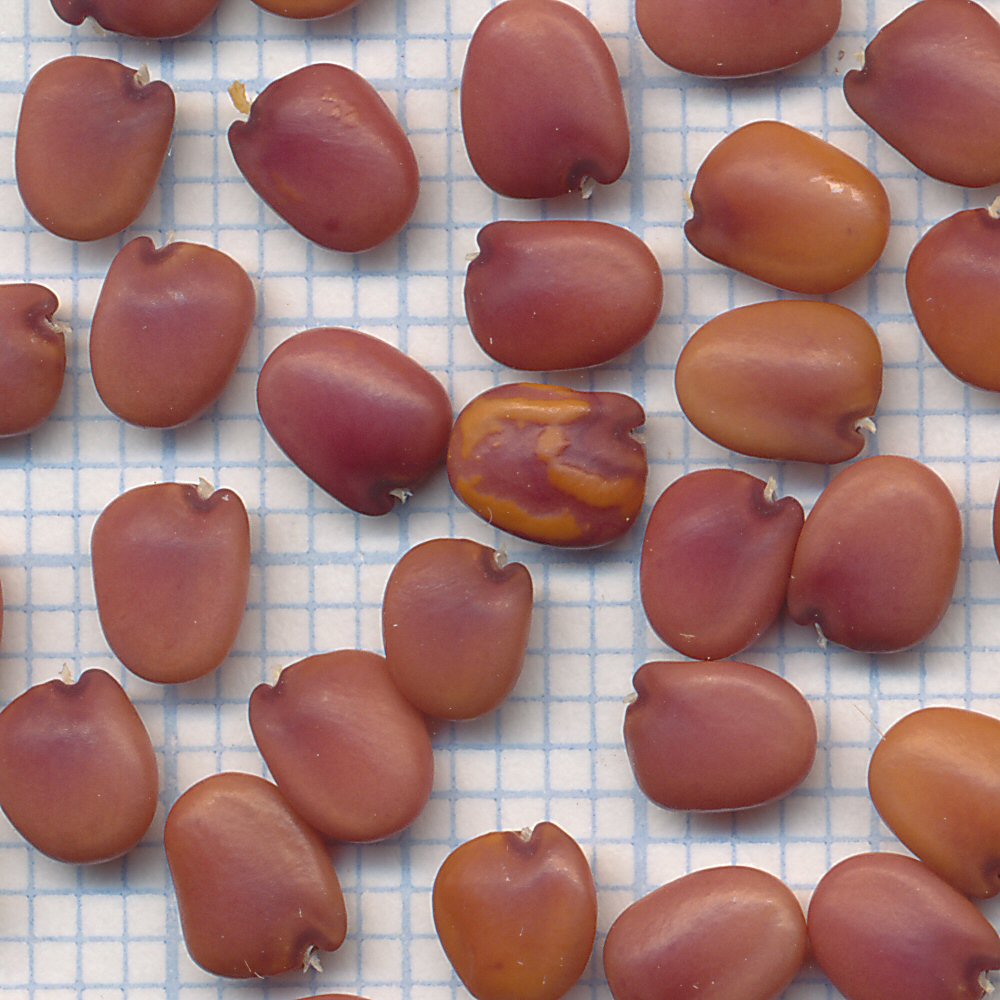 cytisus sp