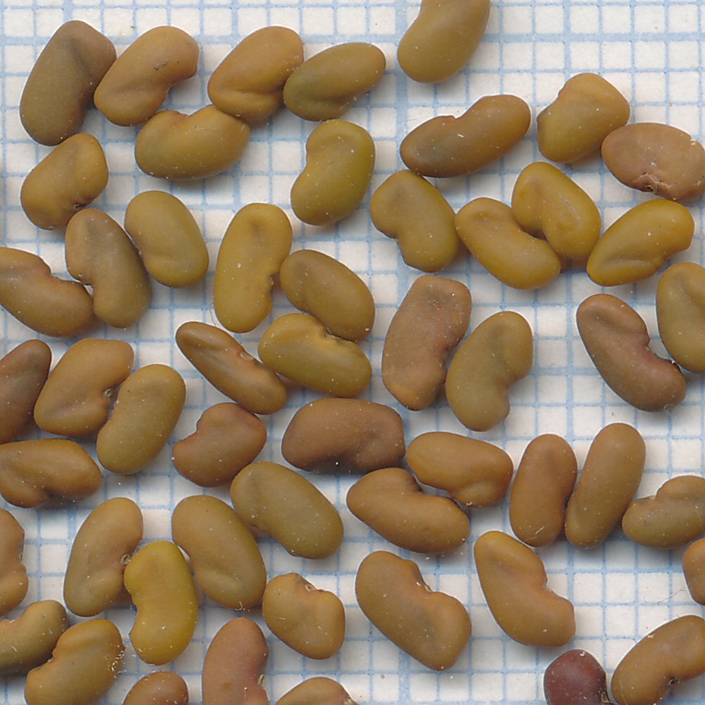galega officinalis