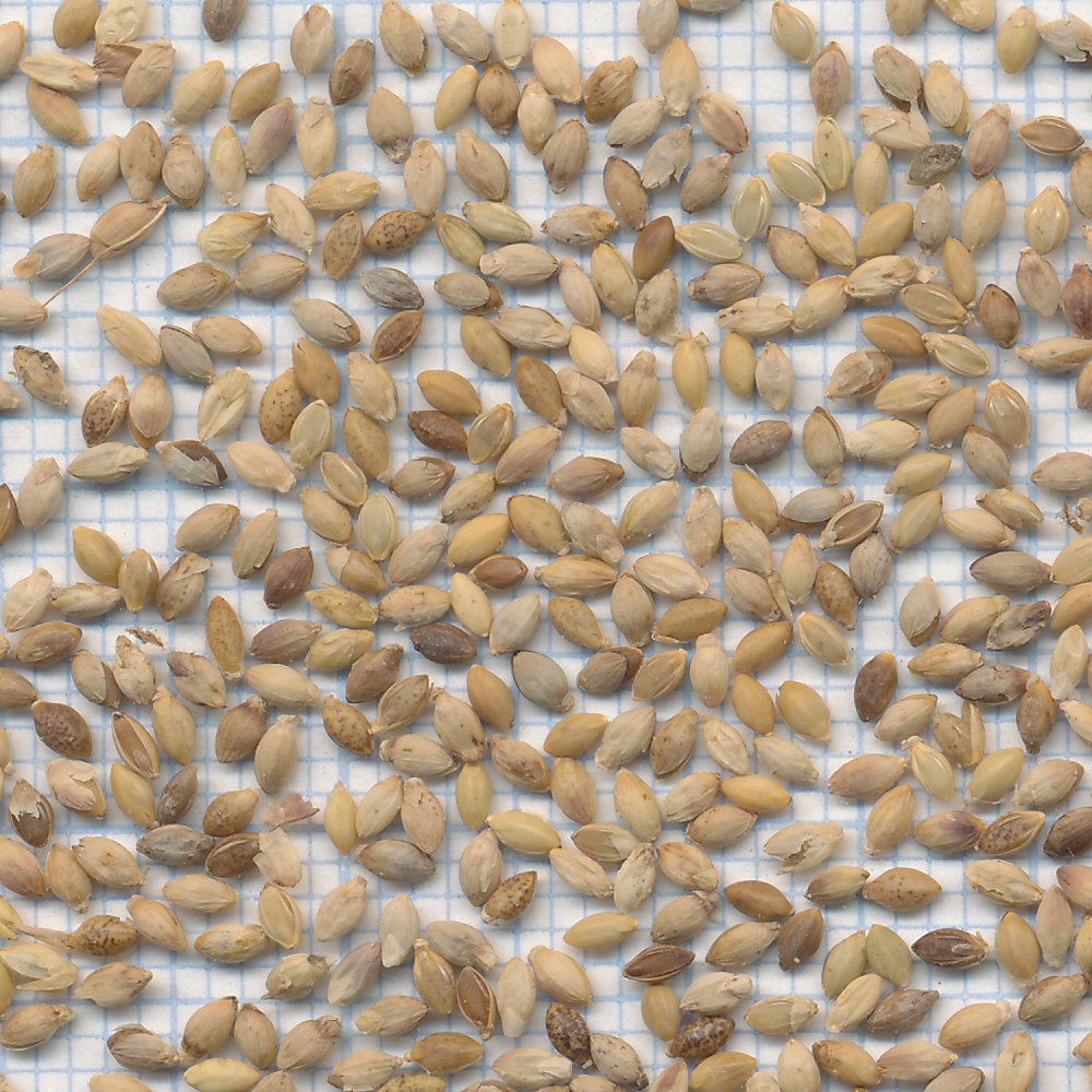 60 mm