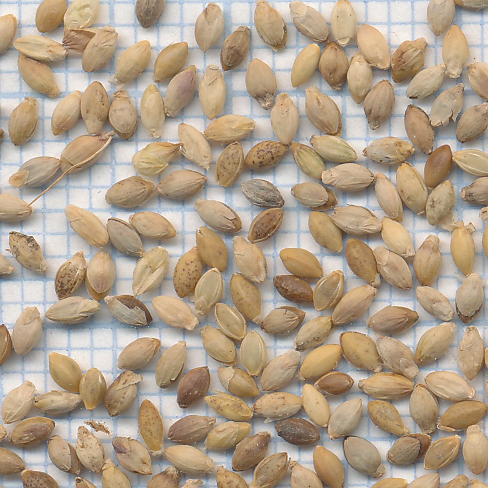 setaria viridis