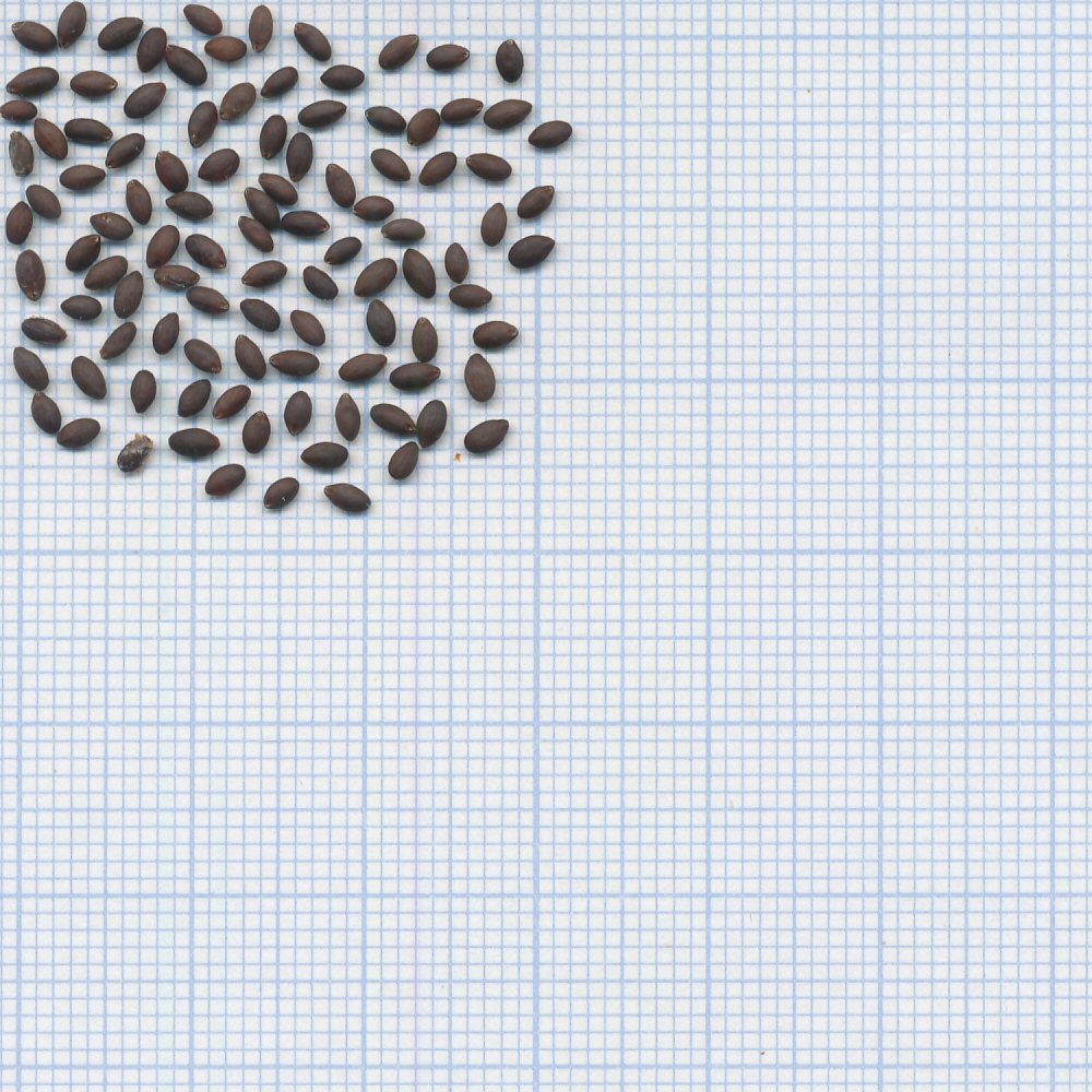 60 mm
