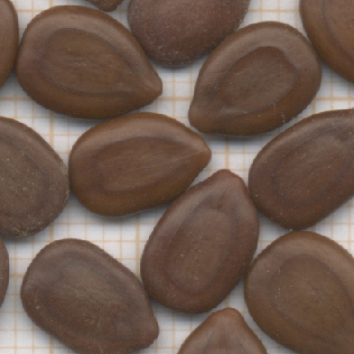 acacia arabica