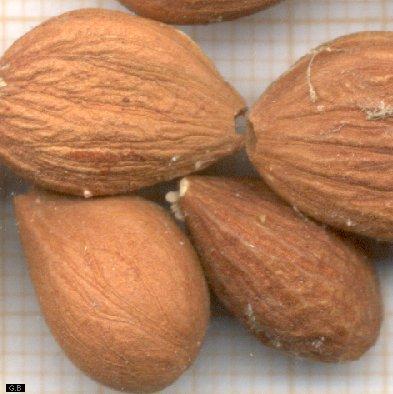 armeniaca vulgaris