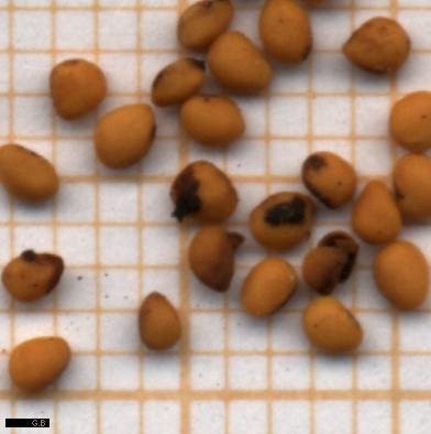 ficus carica