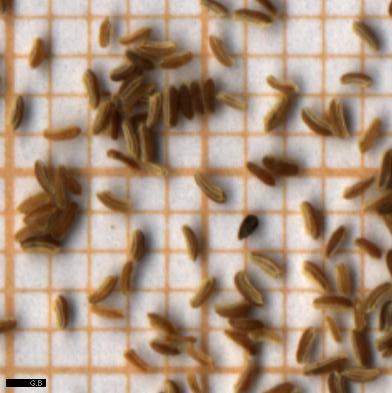 matricaria chamomilla
