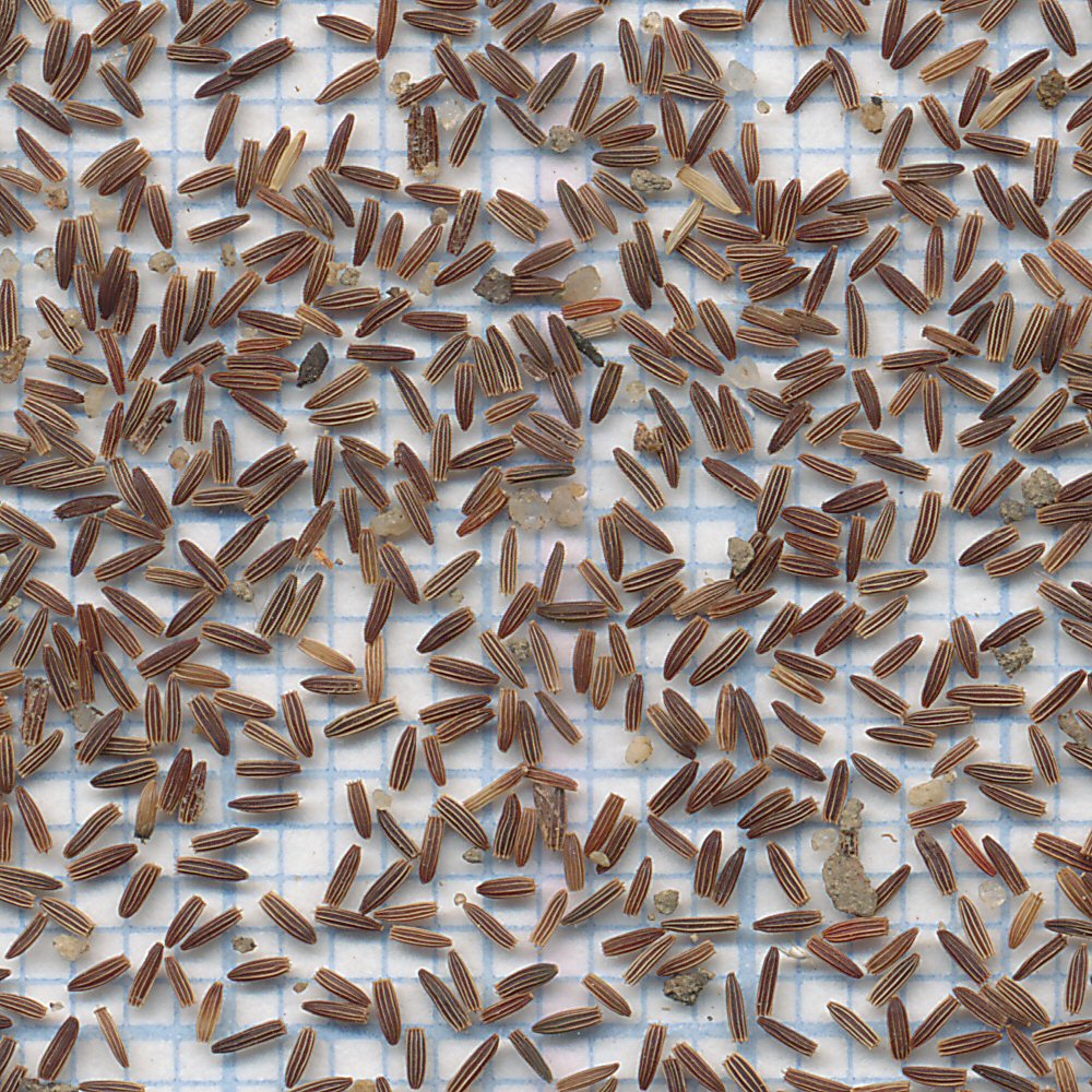 Andryala integrifolia