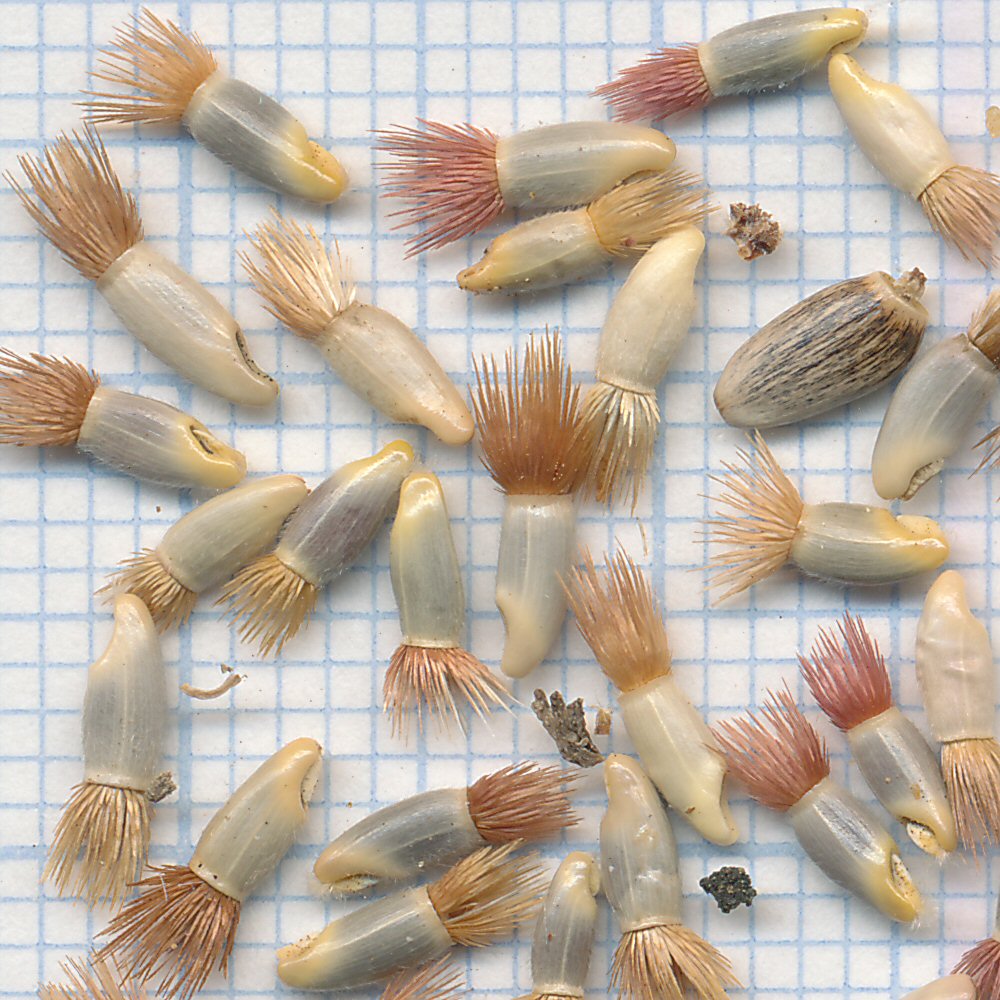 Cyanus segetum