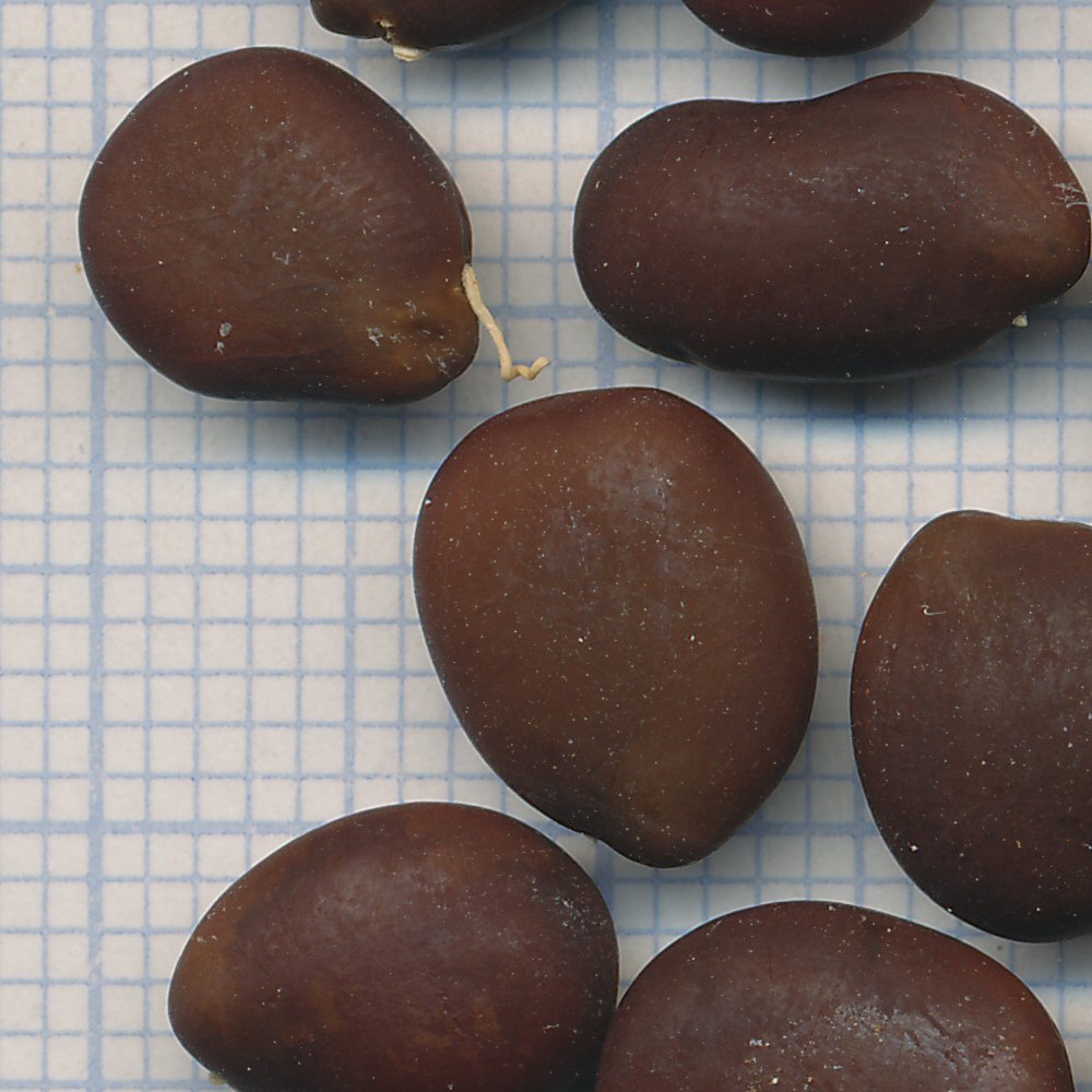 Gleditsia aquatica