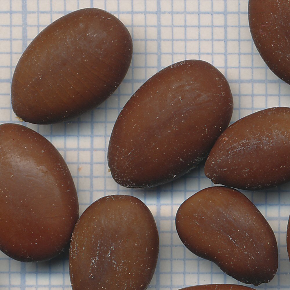 Gleditsia triacanthos