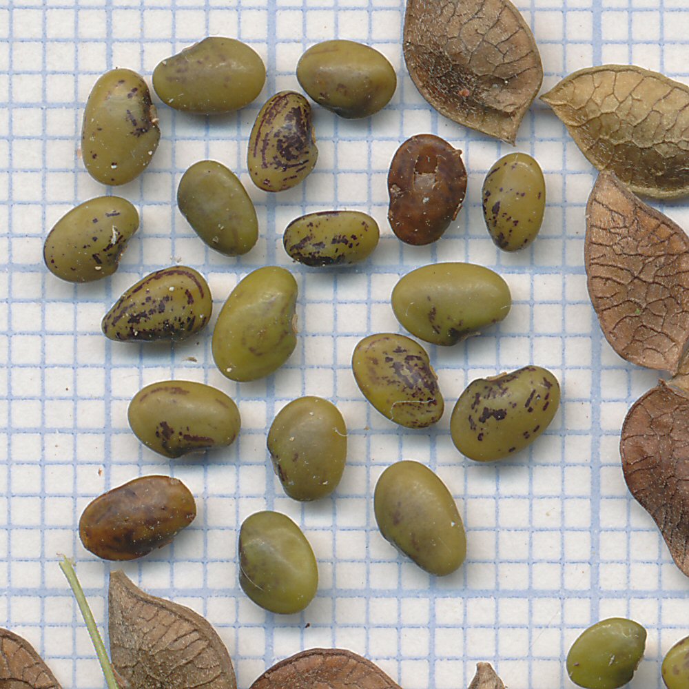 Halimodendron halodendron