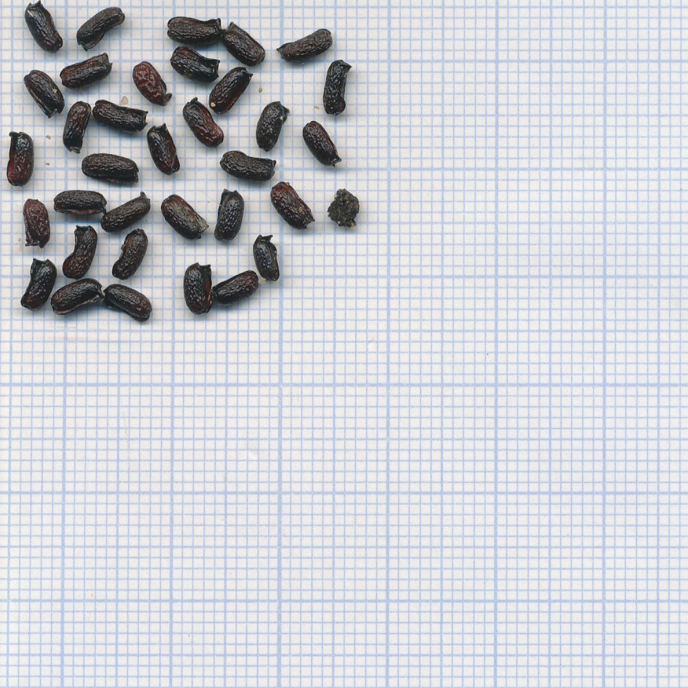 60 mm