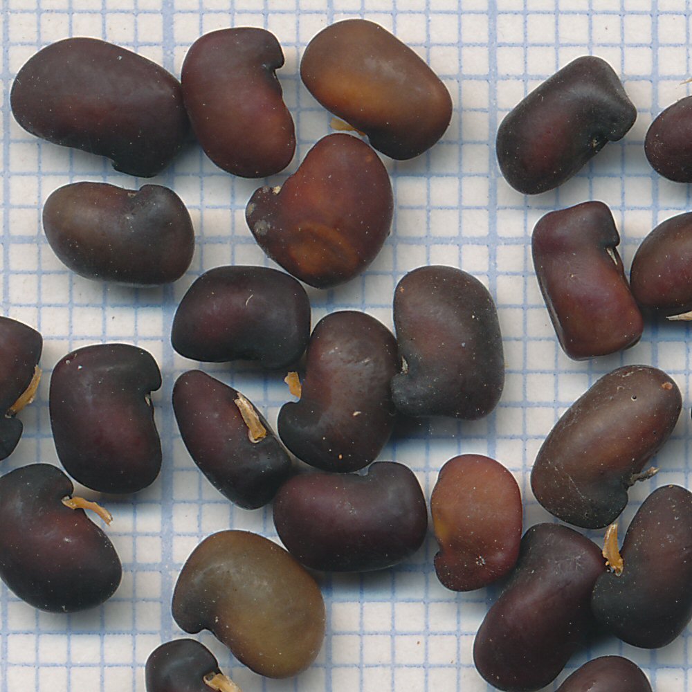 Laburnum anagyroides