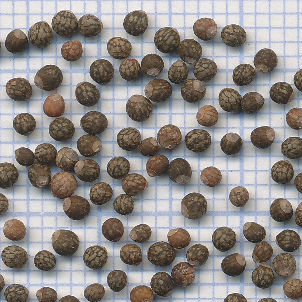 Perilla frutescens