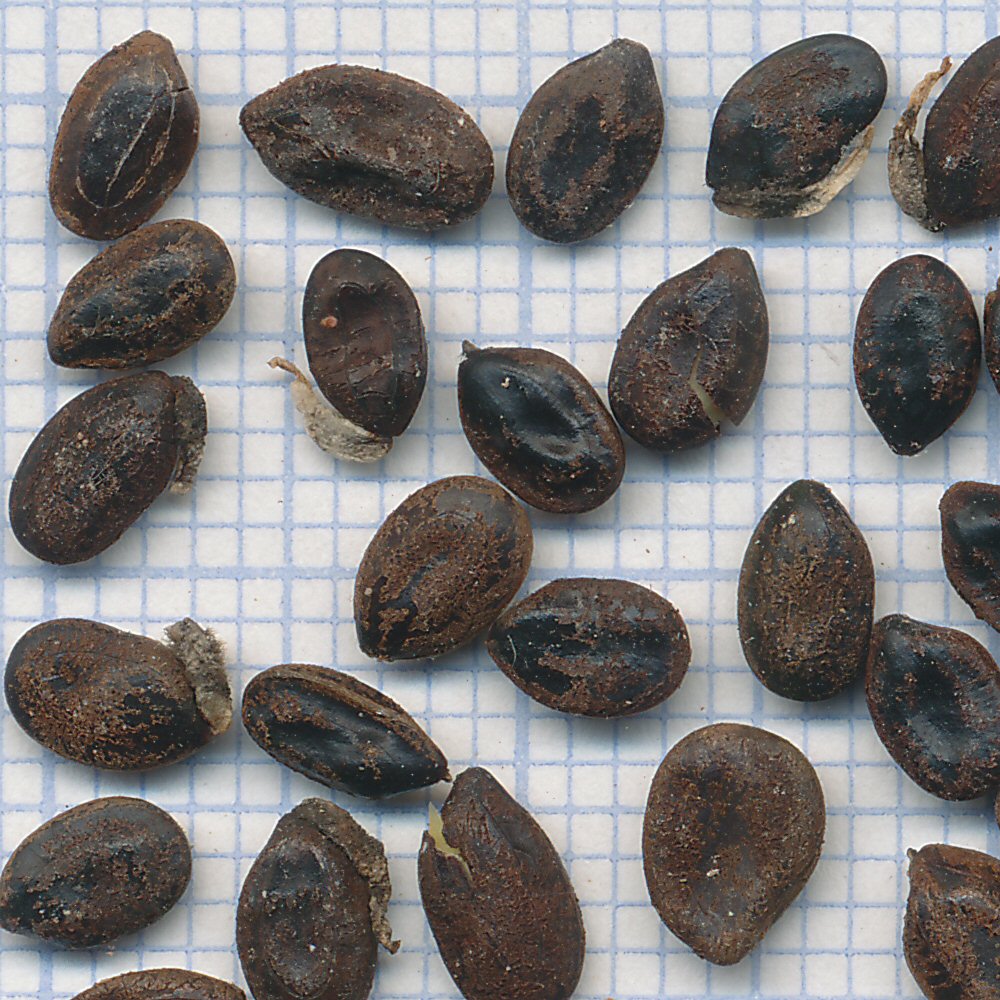 Robinia pseudo-acacia